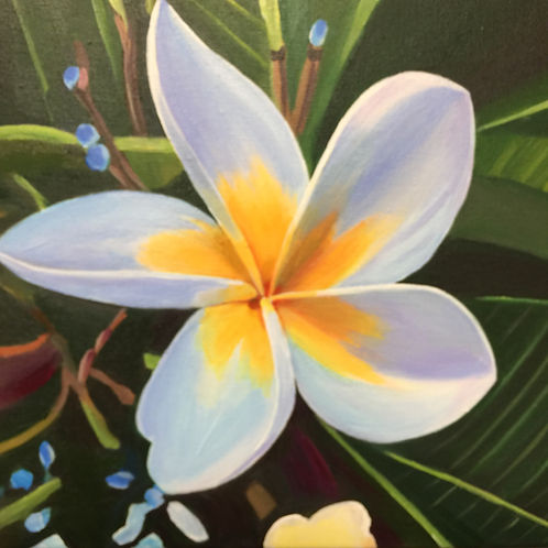 White Frangipani