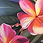 Thumbnail: Greeting Card - Pink Frangipanis