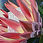 Thumbnail: Greeting Card - Protea