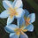 Thumbnail: Greeting Card White Frangipani